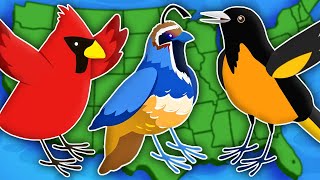 These Are The 50 State Birds of The United States! | The State Birds Song | KLT Geography