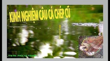 KINH NGHIỆM NHO NHỎ KHI CÂU CÁ CHÉP CŨ - NHỊP PHAO CÁ CHÉP CŨ NHANH VÀ DỨT KHOÁT - PHÚC HÀ FISHING
