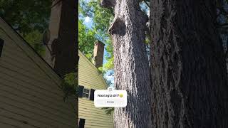 Enormous ancient tree #shortvideo #ytshorts #fypシ #video #ytchannel #subscribe