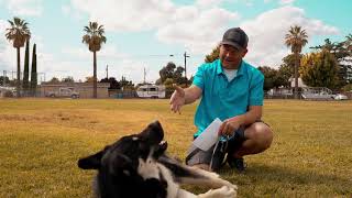 Mr. No Name Yuba City - Dumped Dog with Broken Leg