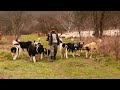 17 câini ciobănești atacă o DRONĂ | Câinii și oile a d-lui Tinu din satul Gostila MM-2020 partea II