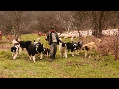Video: Câinele Gras Al Lui Alexandre Douzet și-a Schimbat Cariera și Viața