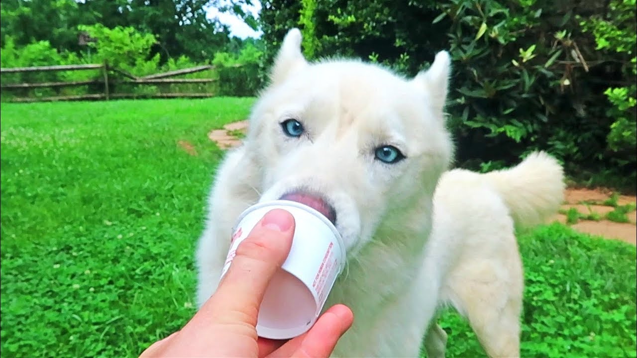 Husky Taste Test Dog Ice Cream YouTube