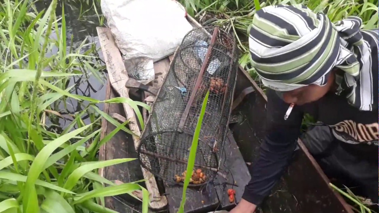  Rawa  Banyak  Ular Nekad Masang Bubu Lembat Riau Hunting 