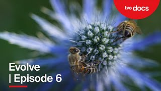 Restore | Evolve | Episode 6 | Full Episode | TVO Docs