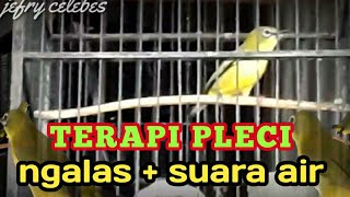 TERAPI PLECI ngalas plus suara air membuat pleci cepat buka paruh dan gacor.