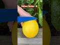 Let S Try Canary Melon Shorts Fruit S Melon Fruitcutting Garden Let S Try Canary Melon Shorts Fruit S Melon Fruitcutting Garden