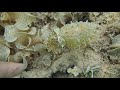 карликовая каракатица и собачка (Petroscirtes mitratus)