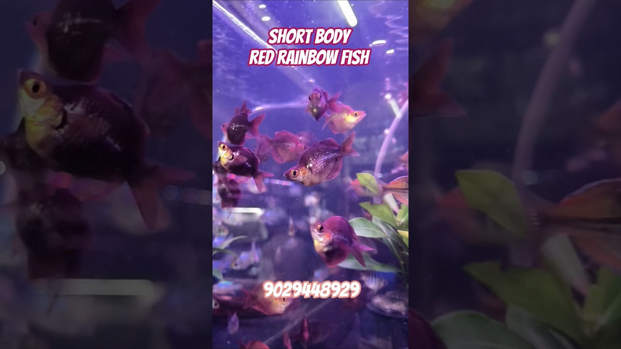 Short Body Red rainbow fish🌈| Abhi Aquarium | Kurla Fish Market 🐠 