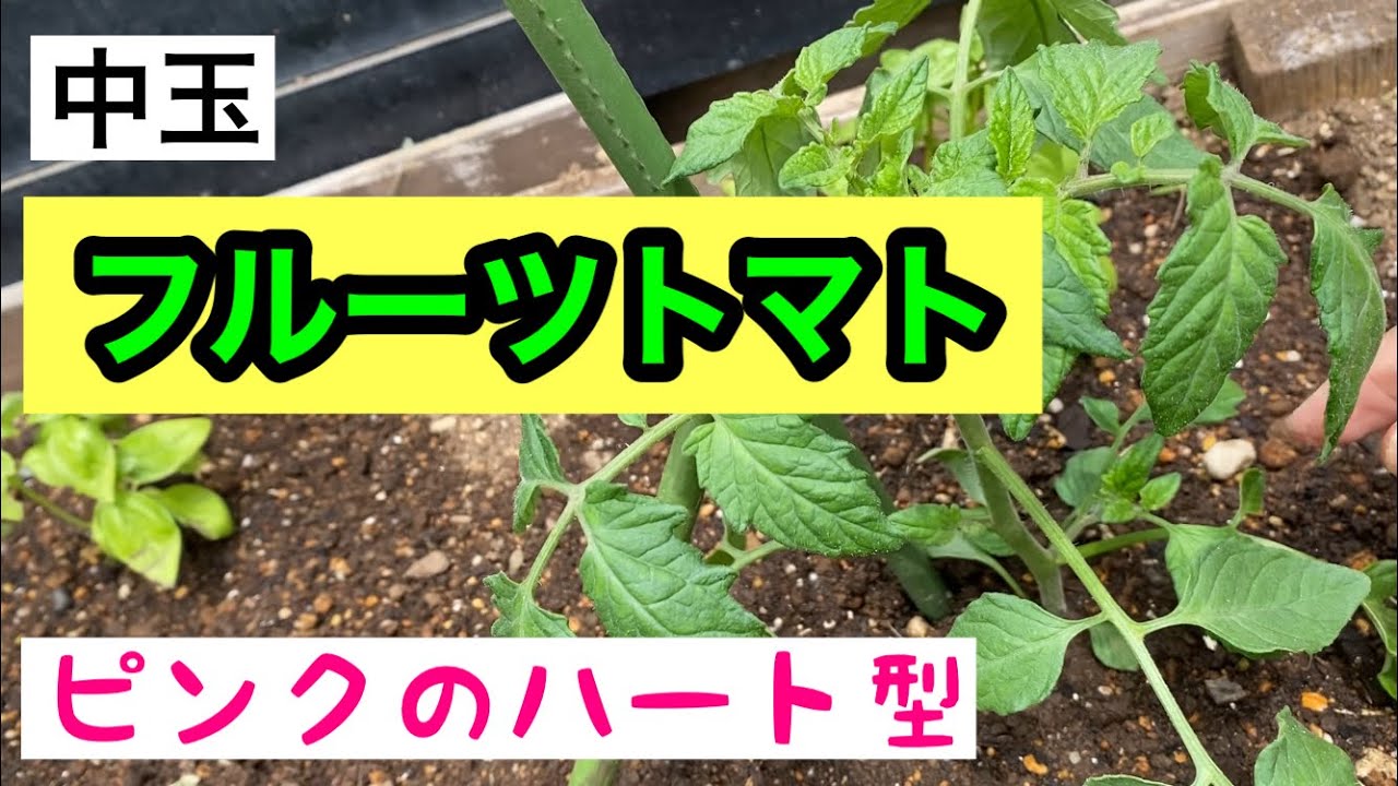 フルーツトマト 家庭菜園 連作障害を避ける栽培方法 Youtube