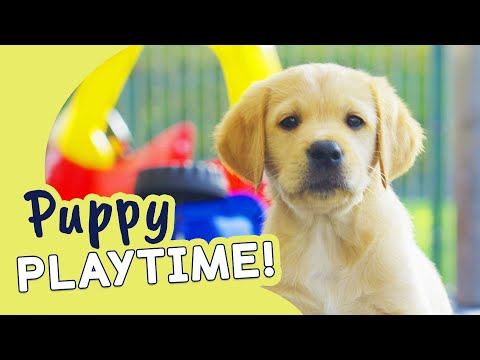 Cute and Cosy Puppies Playing | Guide Dogs Puppy Playtime