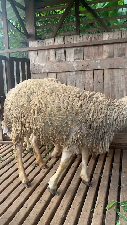 Download lagu Domba Cross Merino Hamil 4 bulan #dombamerino #texel #domba