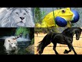 Most Expensive Animals In The World | Fun Plus Fact