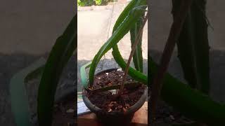 Dragon plant 🪴 on my mini house 🏠