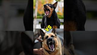 German Shepherd vs Doberman - Which Guard Dog is Better?#GermanShepherd #Doberman