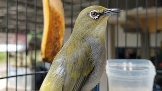 Ngalas Tipis Burung Pleci Buxtoni Sumatera