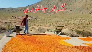 فصل کشته و توت خشک در منطقه گلزار جاغوری ️