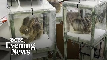 Florida using robotic rabbits to help capture invasive Burmese pythons