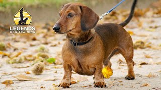 stop dachshund barking