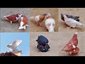 7 pairs of pigeons are made these are very beautiful pairs  all pigeon birds