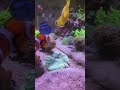 Acting like they don't eat 🙄 #reeflife #feedingfrenzy #reeftank