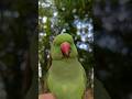 Main tota main tota Song Hindi Rhymes Kids Animal Song Main Mitthu song Viral song #parrot #song