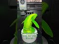 3D Printed Blue Whale in Green and Yellow #3dprinting #satisfying