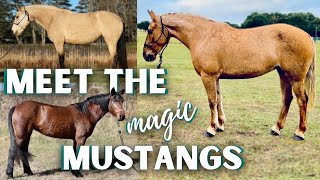 One of these could be your DREAM HORSE! Mustang Magic 2024 by The Project Equestrian 4,050 views 4 months ago 7 minutes, 2 seconds