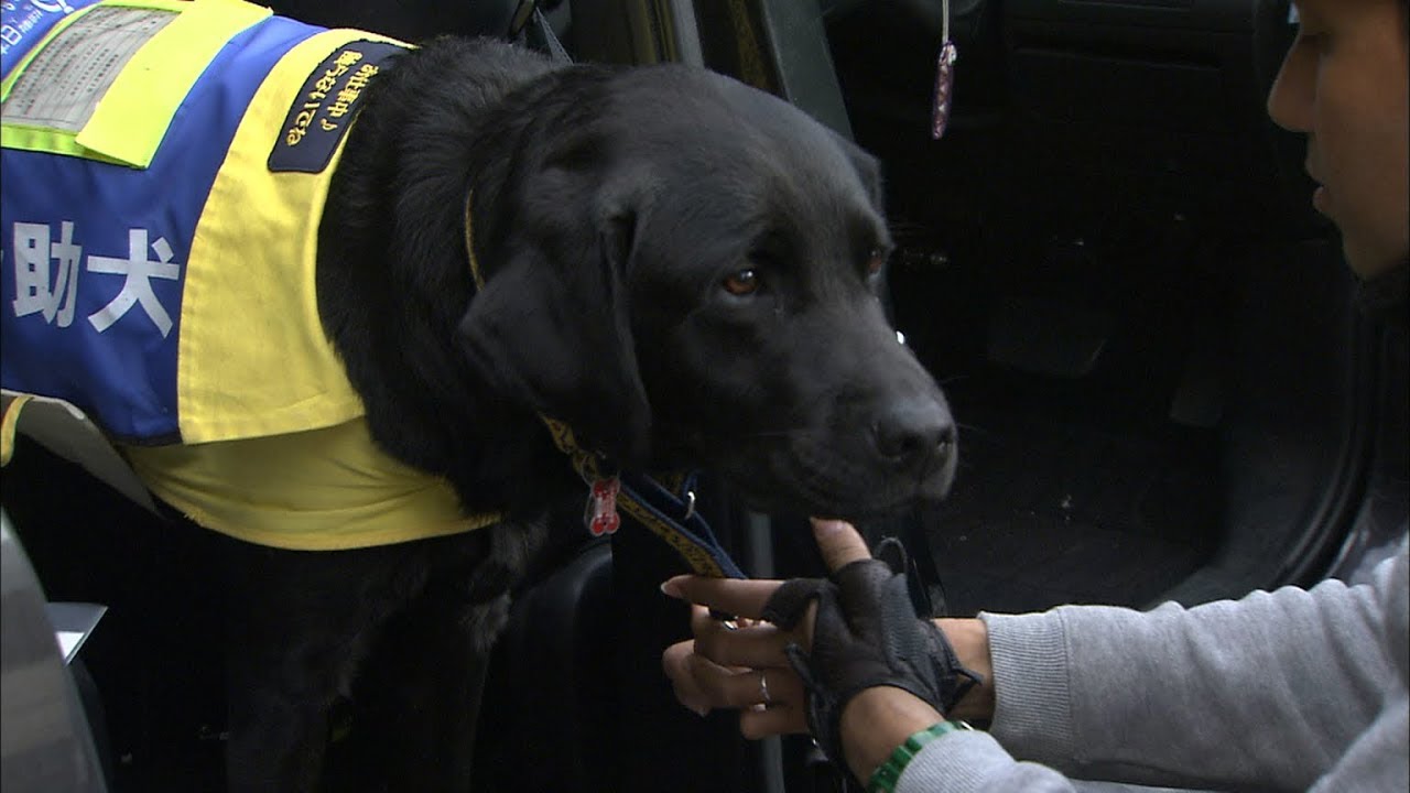 肢体不自由者の支え 介助犬 との暮らし 実現に課題も Youtube
