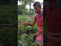 Spraying running