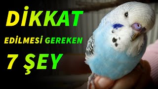 Muhabbet Kuşu Alırken Dikkat Edilmesi Gereken 7 Şey