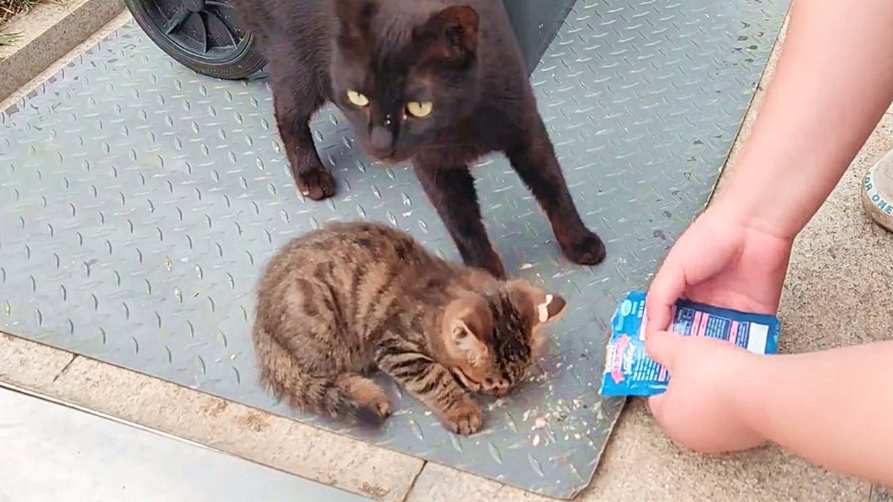 Abandoned Kittens Stray Cats 30 Feeding stray cats. YouTube