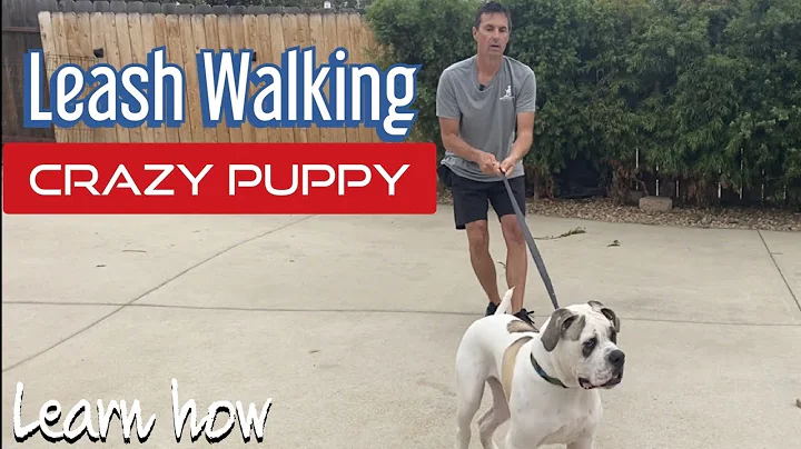 Does your dog pull, stop or fight the leash?  Lear...