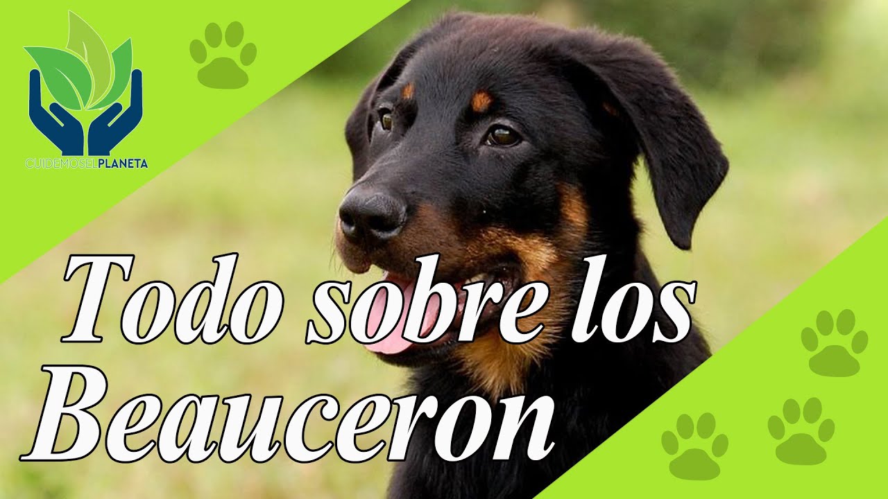 Beauceron: carácter, cuidados, imágenes, temperamento...