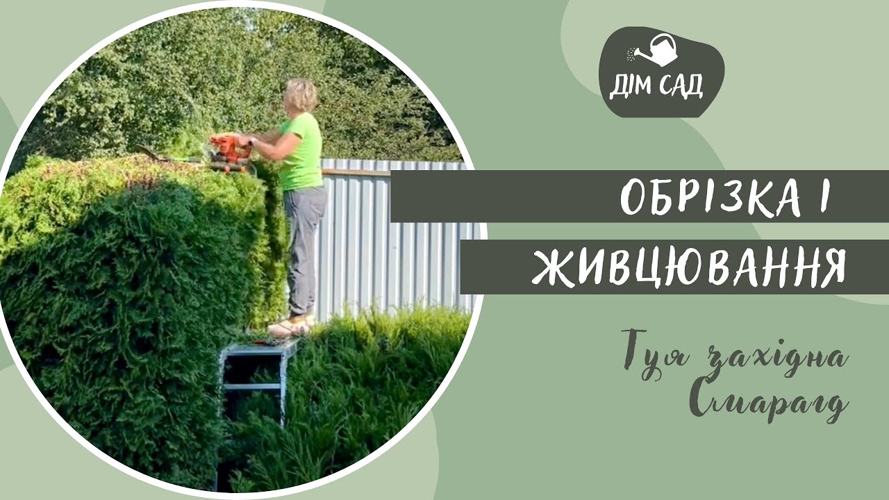 Обрізка та живцювання ТУЇ ЗАХІДНОЇ смарагд 