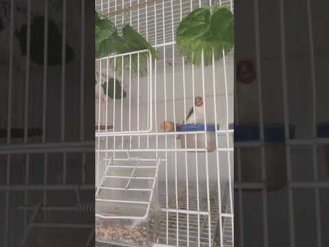Εκτροφή μεταλλαγμένης καρδερίνας