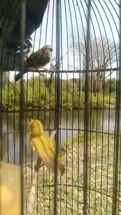 pleci flavus atau pleci tambak
