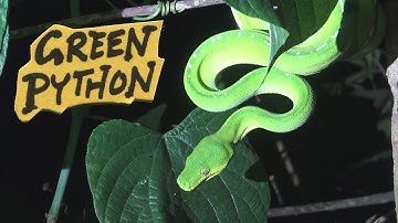 Een groene boompython schetsen bij nacht