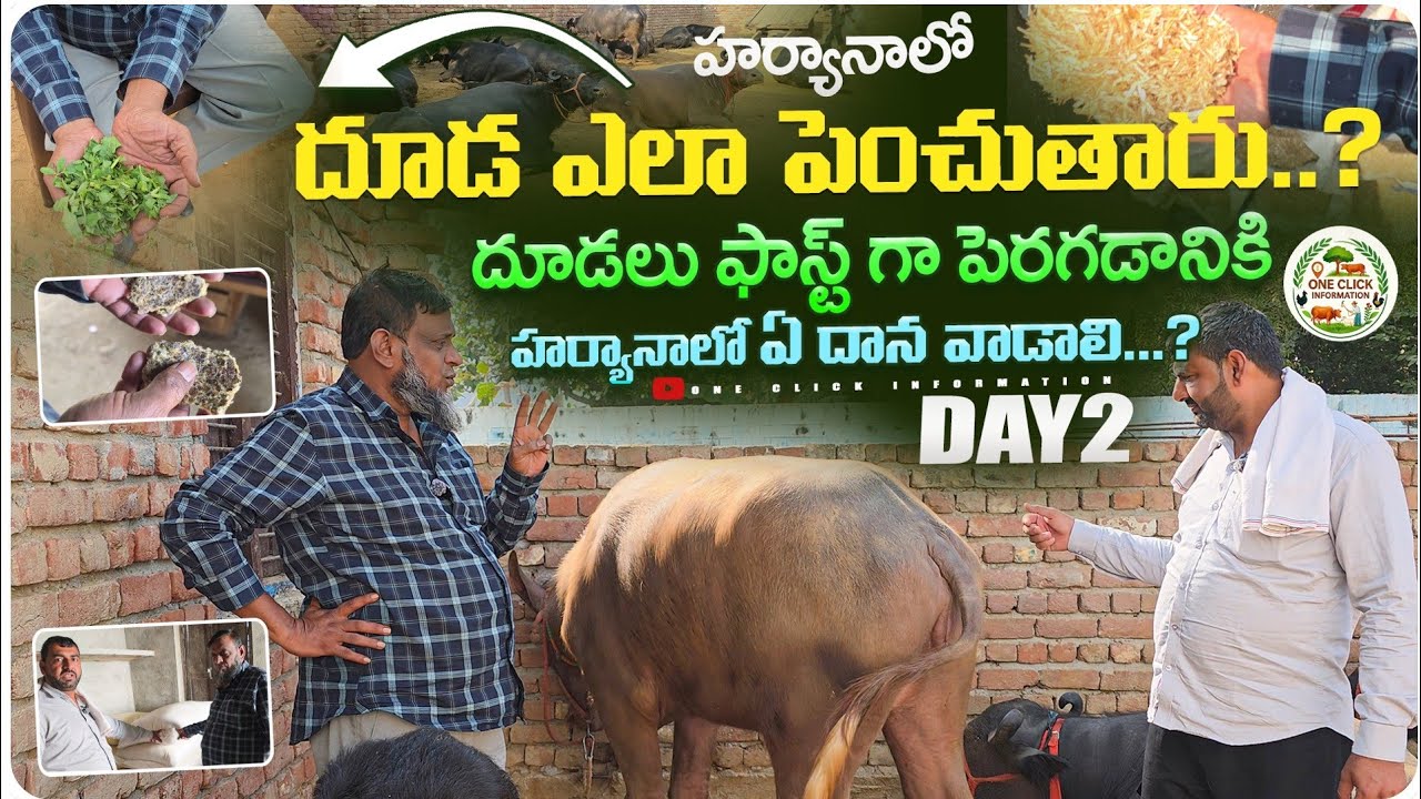 హర్యానాలో దూడలు అంత ఫాస్ట్ గా ఎలా పెరుగుతాయి/హర్యానాలో 18 నెలలకి దూడలు సుడి ఎలా కడతాయి/clafs farming