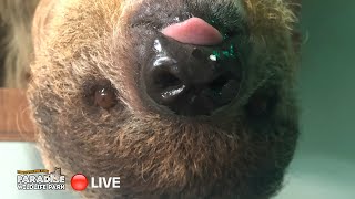 LIVE at the ZOO Two-Toed Sloths