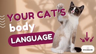 Cat Body Language 101 – Learn What Your Cat Is Saying