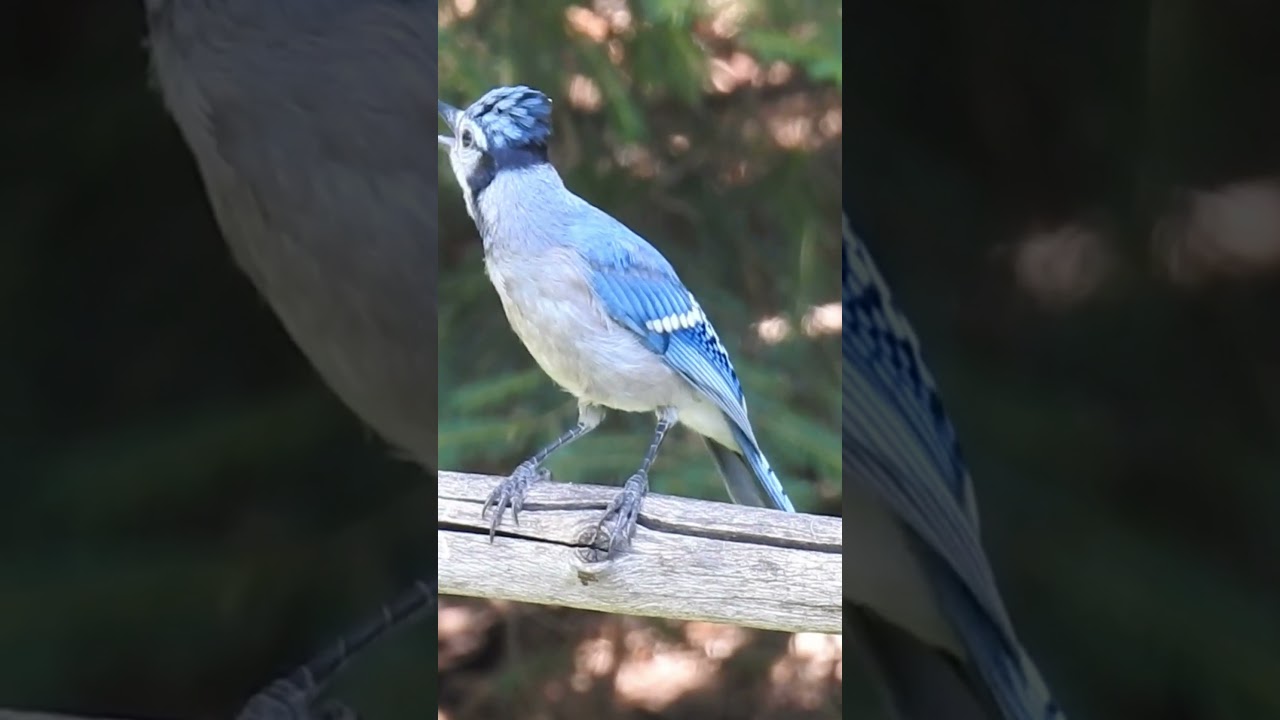 Blue Jay Calling Out and Other Blue Jays Respond