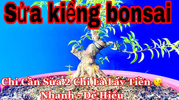 sửa kiểng bonsai dán bài - trực lắc … sửa cây đẹp có duyên