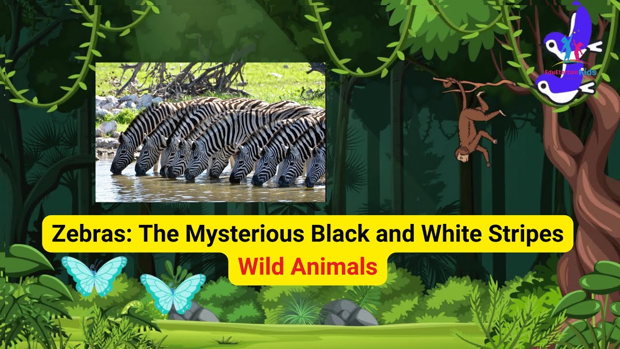 Zebras: The Mysterious Black and White Stripes| Wild Animals - YouTube