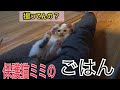 【生後2ヶ月】こどもぢゃにゃいのよ6歳にゃ #保護動画 #保護猫 #cat #子猫保護