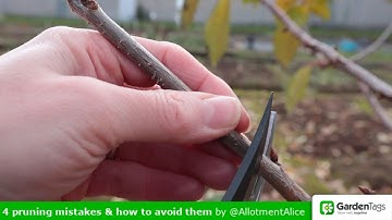 4 pruning mistakes and how to avoid them