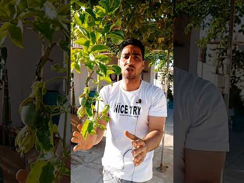 أهمية تلقيح زهرة الباشن فروت الكوكتيل ام الفواكه المس فلورا