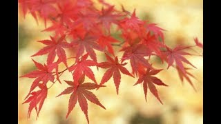 乱红 陈悦（箫与钢琴）