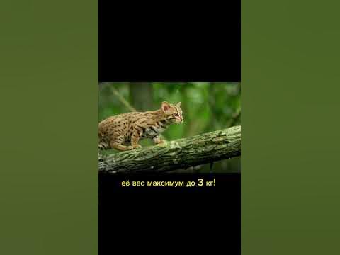 самая маленькая кошка в мире - YouTube