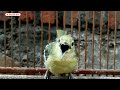 Burung Sirtu Gacor Siang Malam Mengeluarkan Suara Ngebren Cocok Untuk Masteran Cipoh Bahan